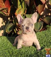 french bulldog puppy posted by Blue Empire Frenchies